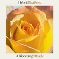 Hybrid Tea — A Blooming Miracle