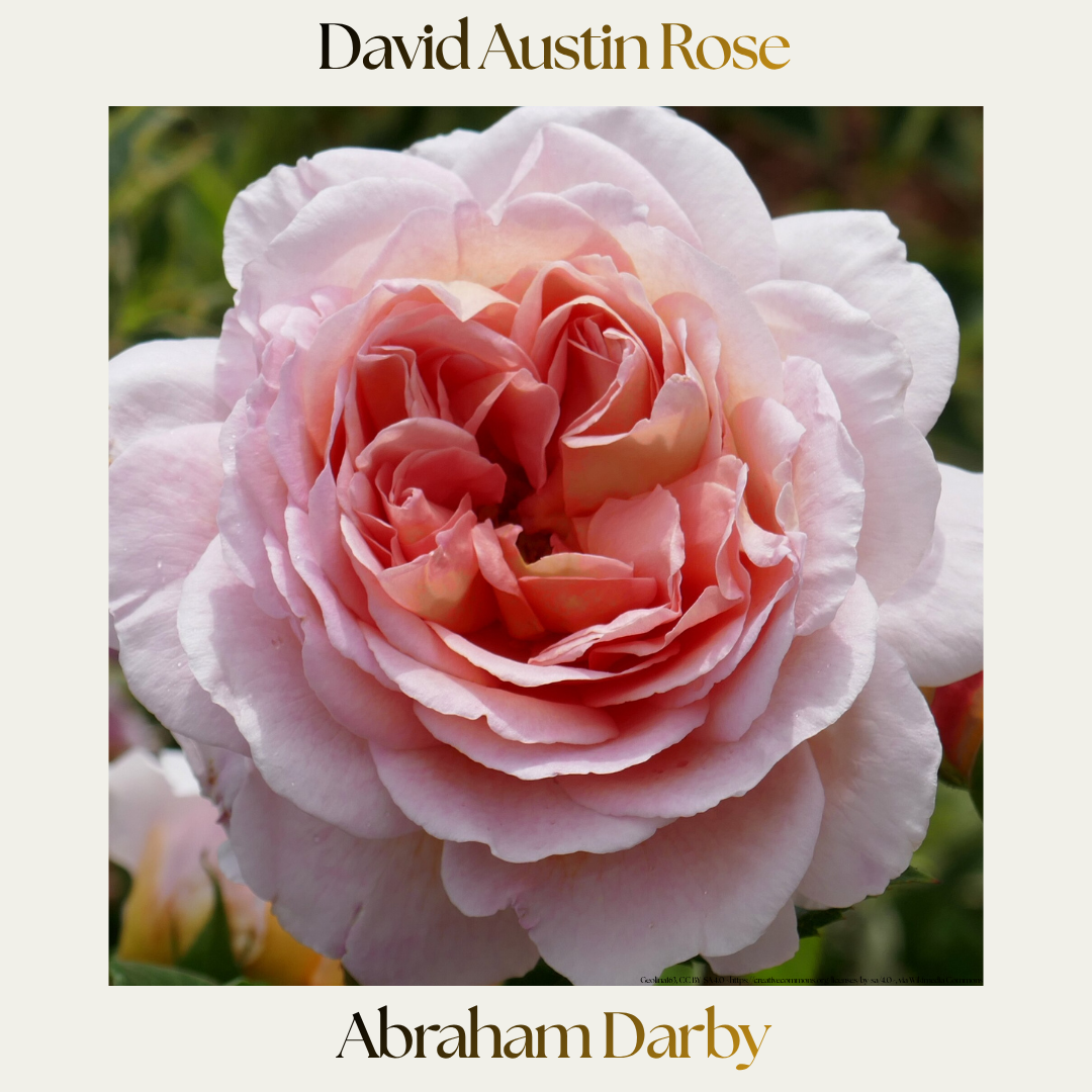 David Austin — Abraham Darby