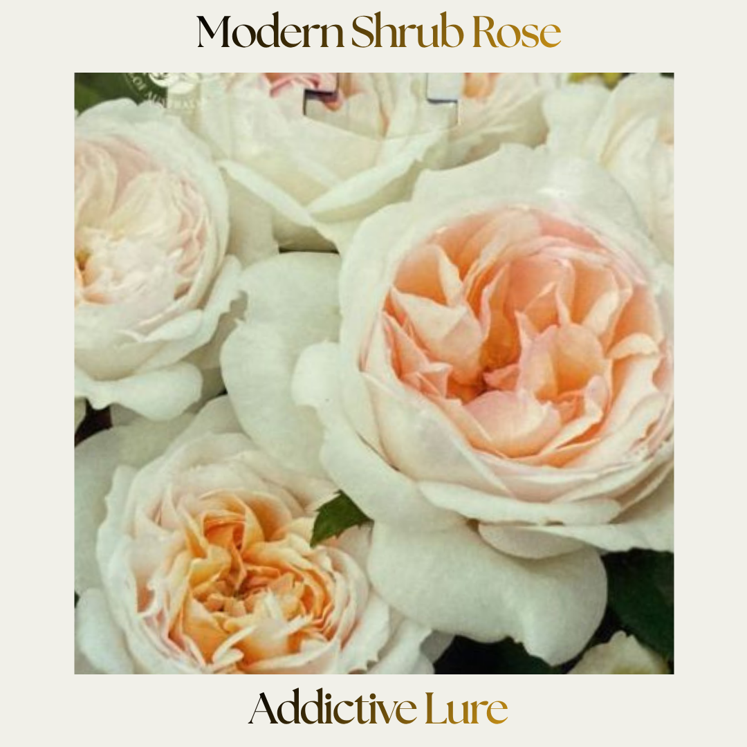 Modern Shrub — Addictive Lure