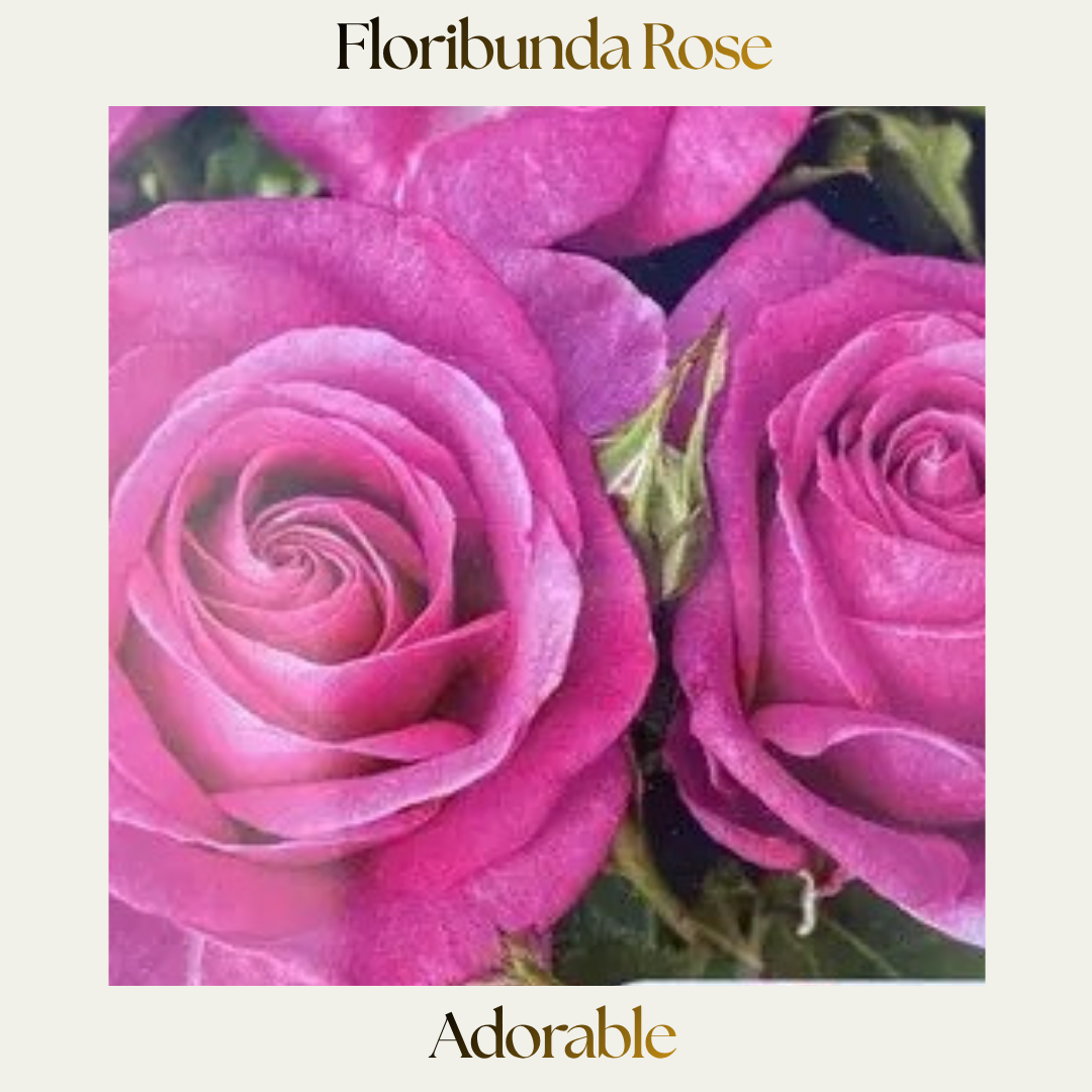 Floribunda — Adorable