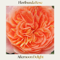 Floribunda — Afternoon Delight