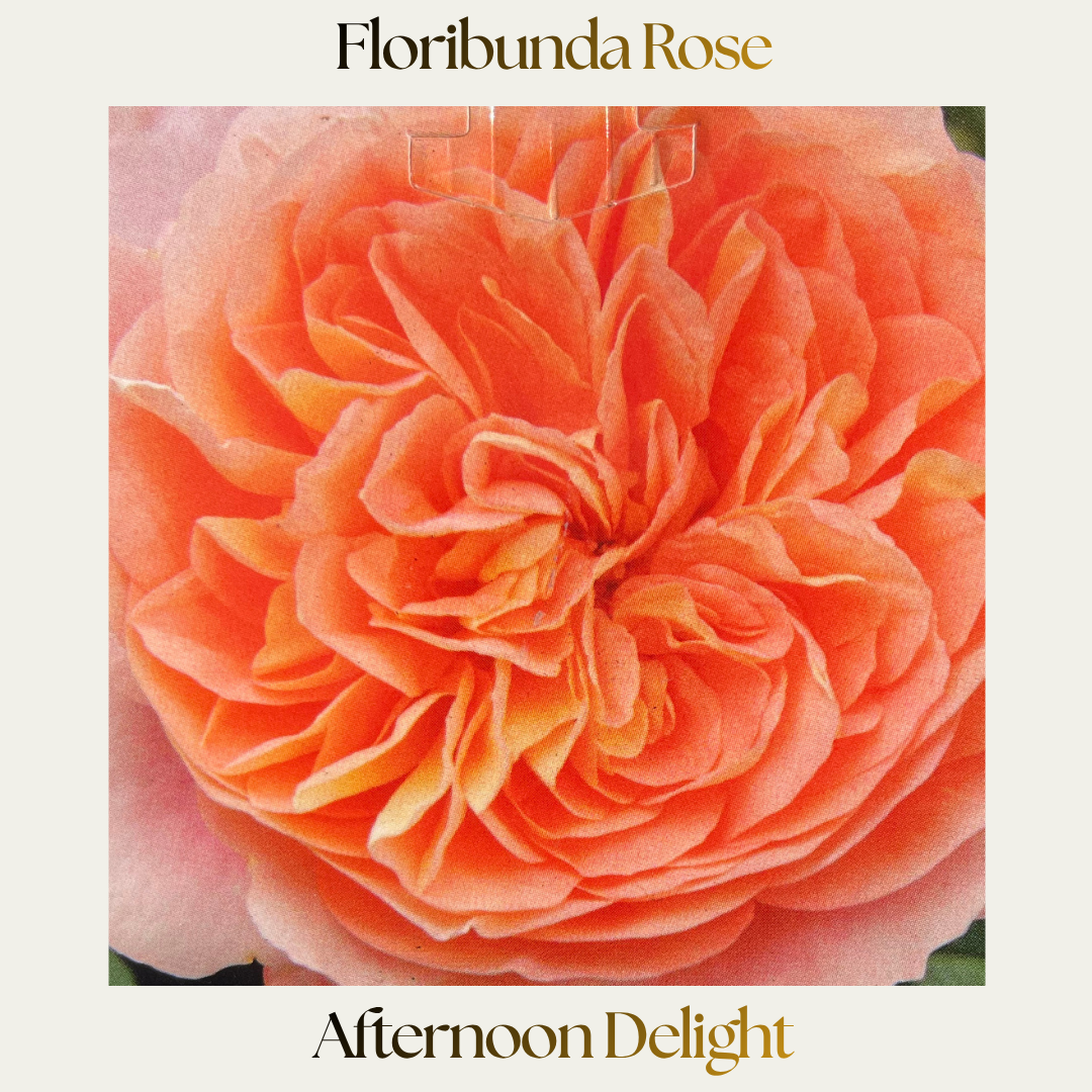 Floribunda — Afternoon Delight
