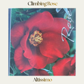 Climbing Rose — Altissimo