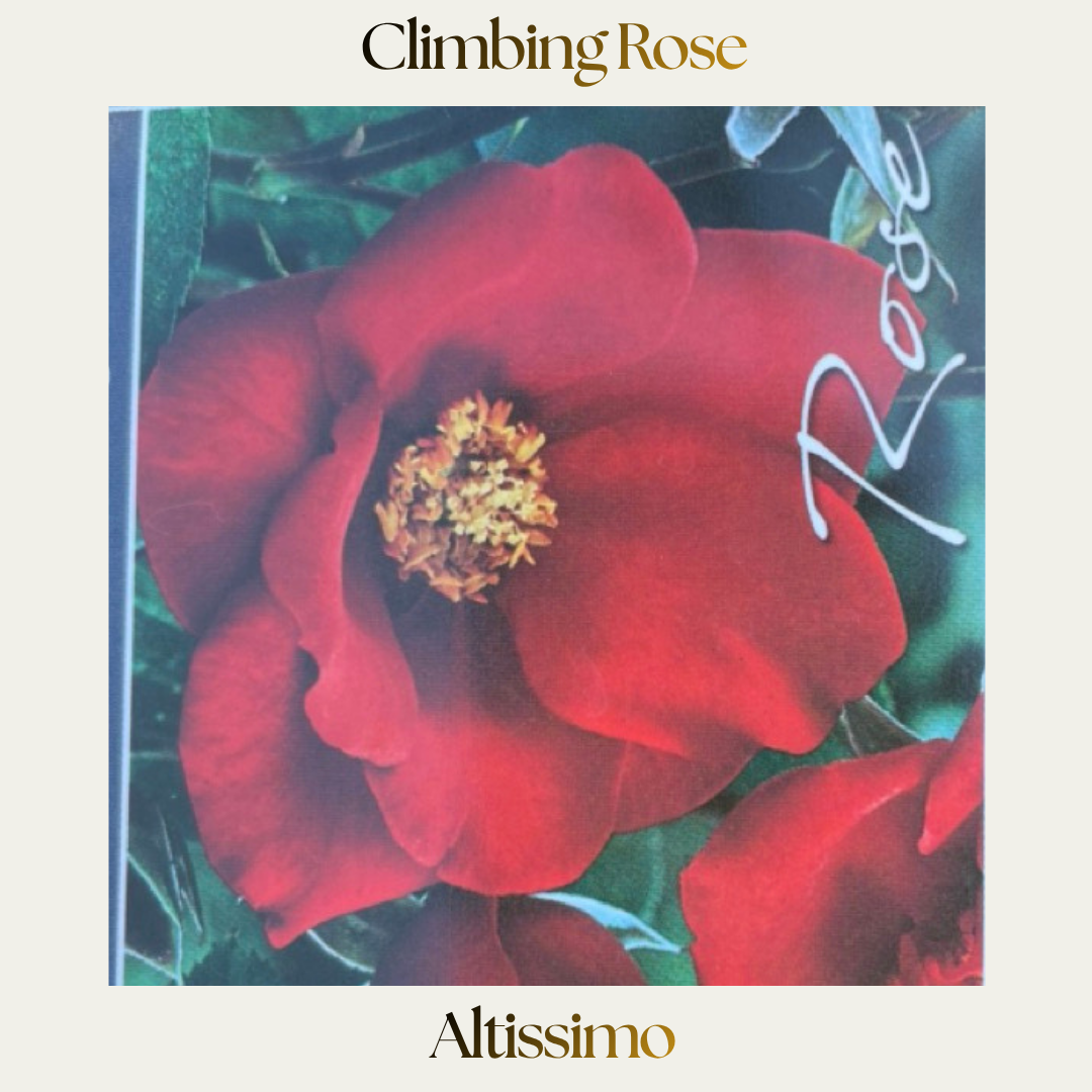 Climbing Rose — Altissimo