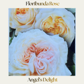 Floribunda — Angels Delight
