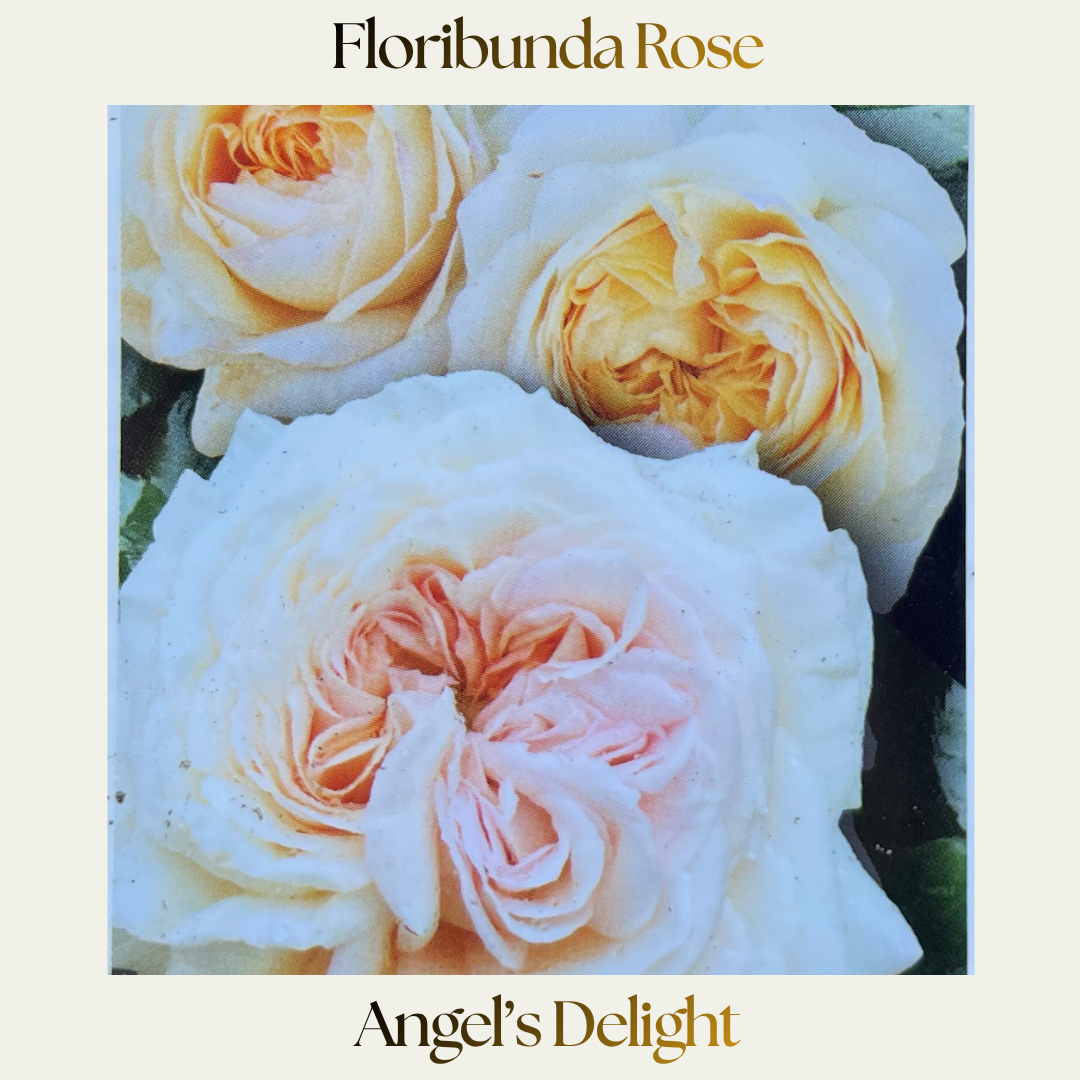 Floribunda — Angels Delight