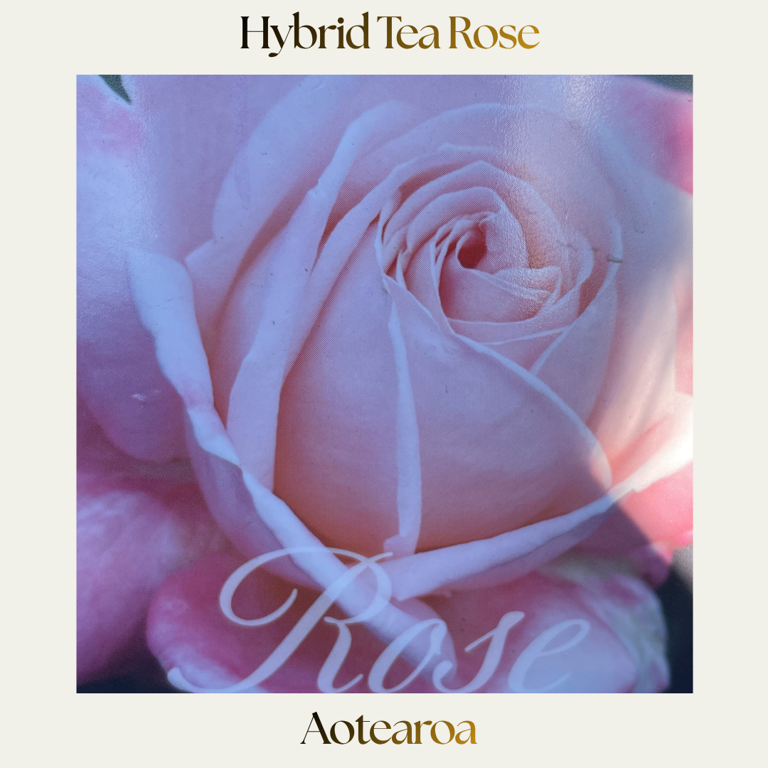 Hybrid Tea — Aotearoa