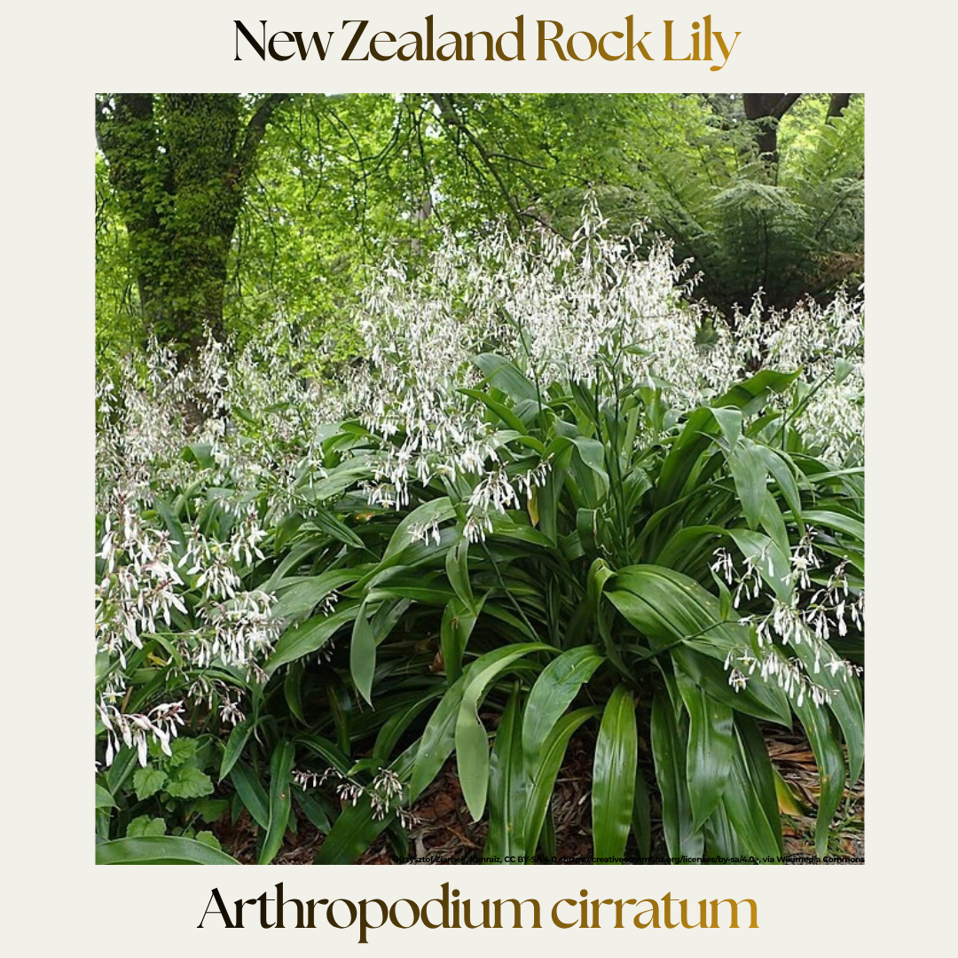 Arthropodium — New Zealand Rock Lily