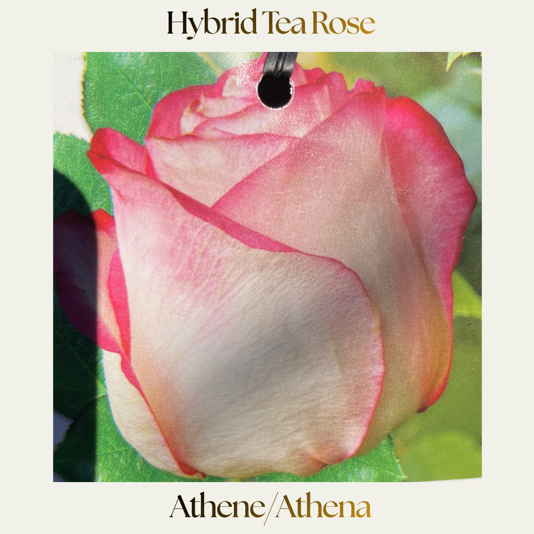 Hybrid Tea — Athene