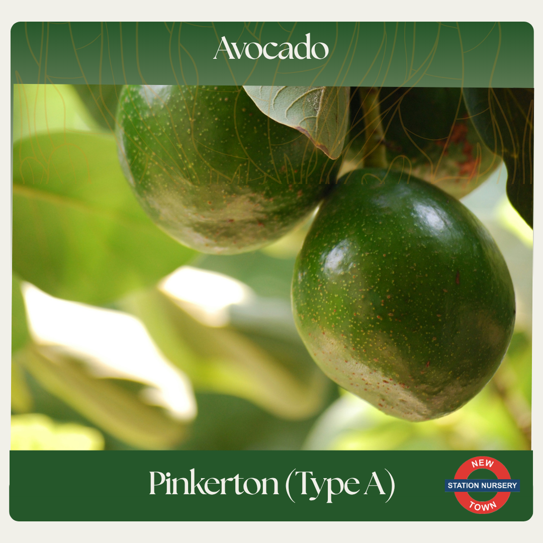 Avocado — Pinkerton