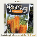 Banksia — Bird Song