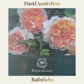 David Austin — Bathsheba (Climbing)