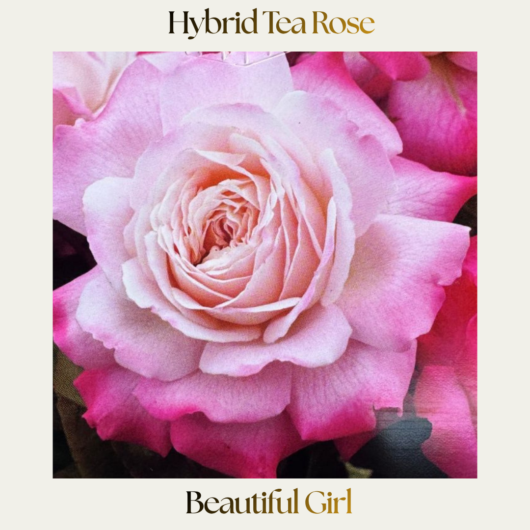 Hybrid Tea — Beautiful Girl