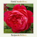 David Austin — Benjamin Britten