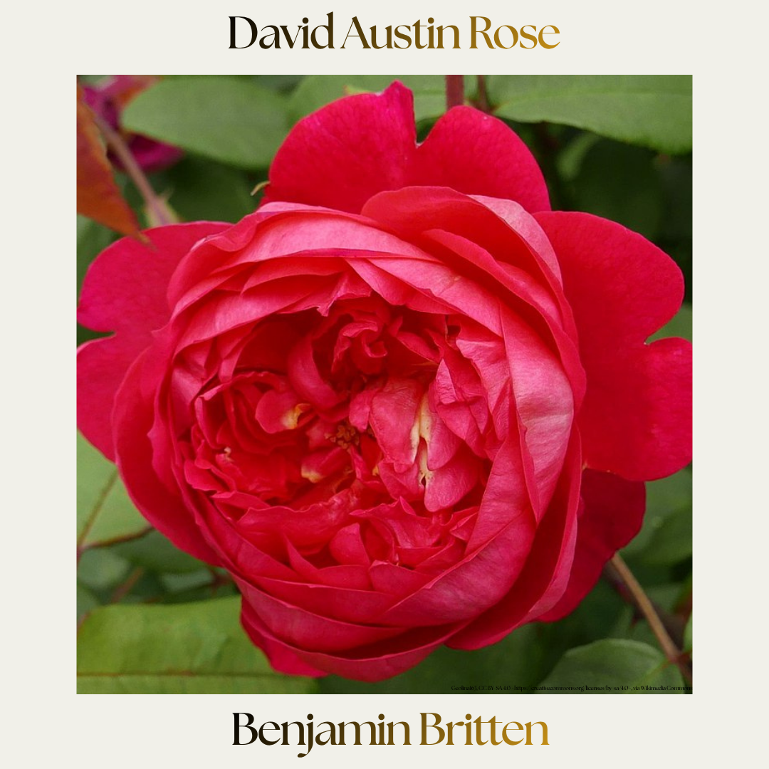 David Austin — Benjamin Britten