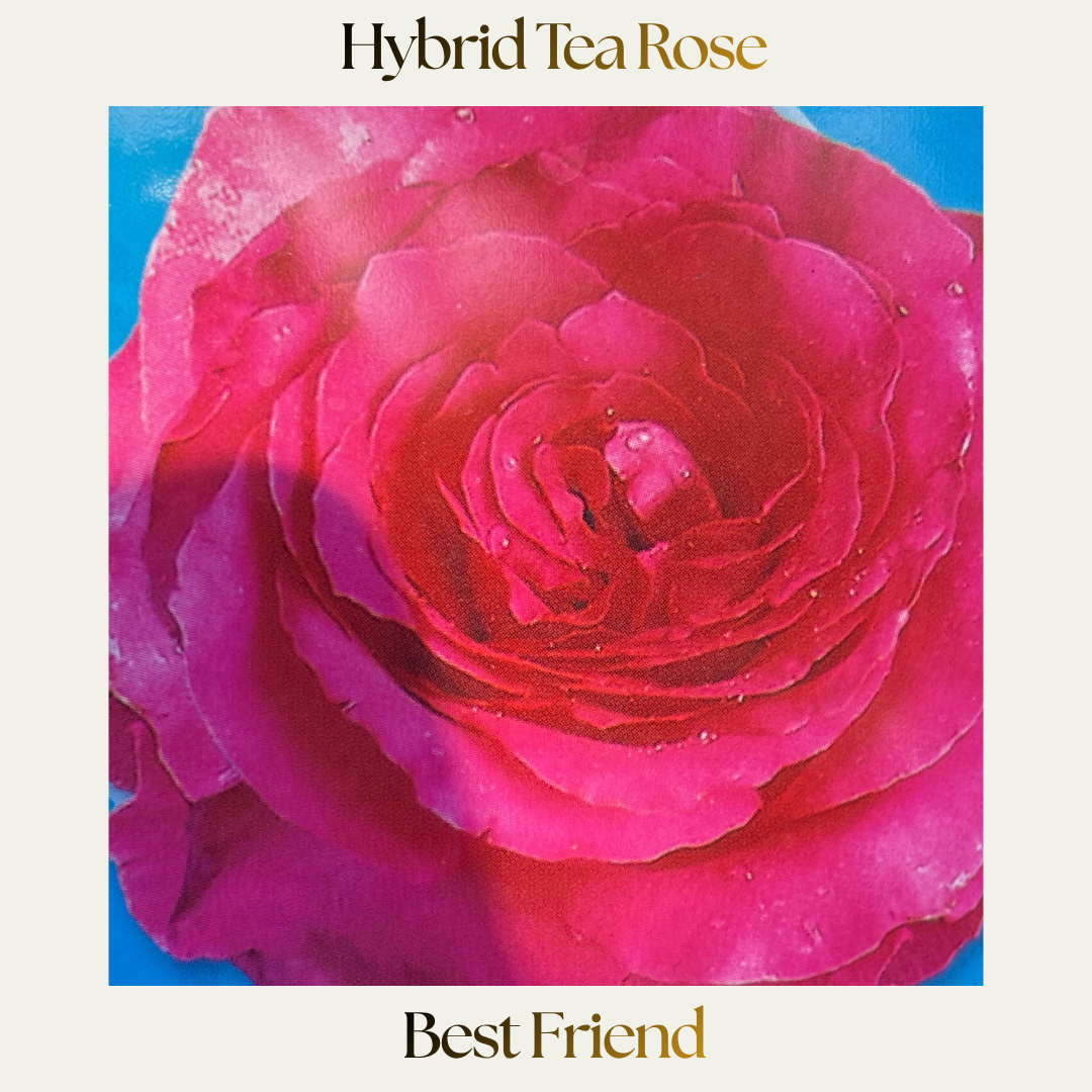 Hybrid Tea - Best Friend