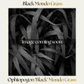 Ophiopogon — Black Mondo