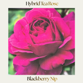 Hybrid Tea — Blackberry Nip