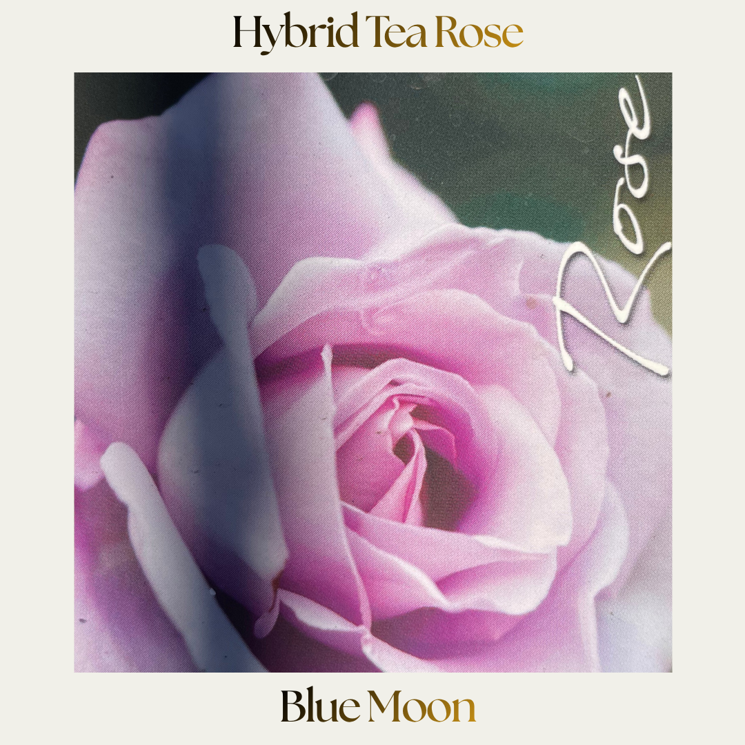 Hybrid Tea — Blue Moon