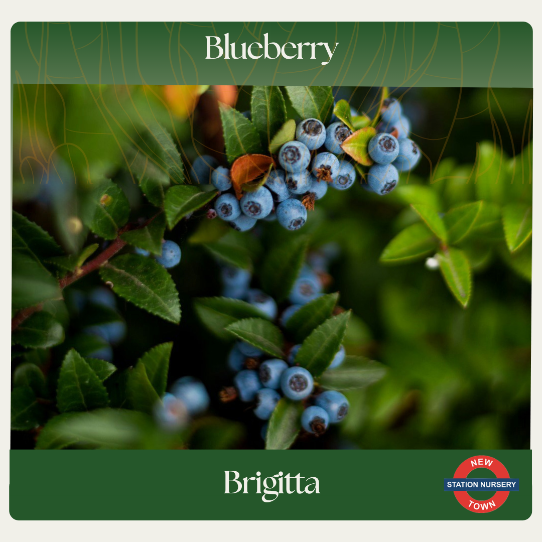 Blueberry — Brigitta