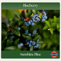 Blueberry — Sunshine Blue