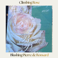 Climbing Rose — Blushing Pierre De Ronsard