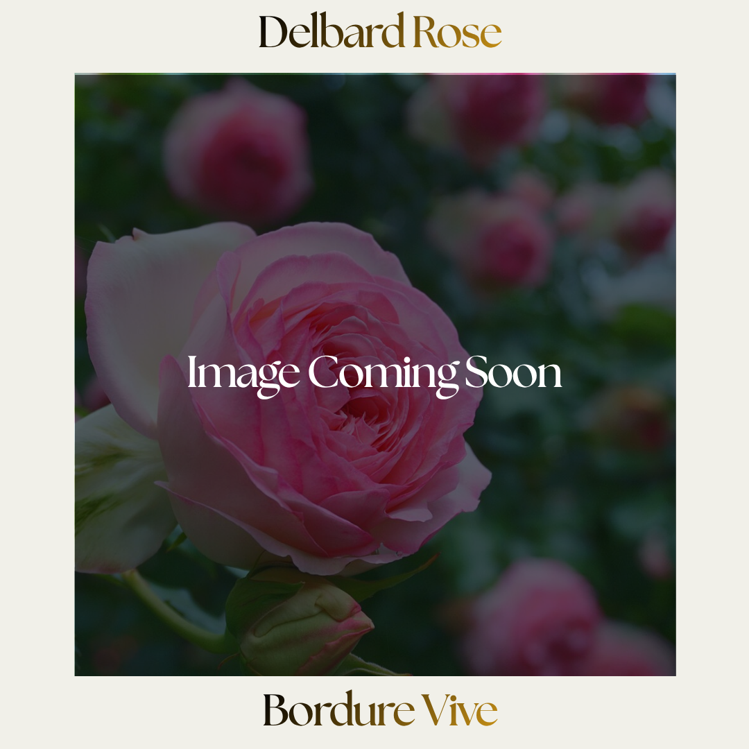 Delbard — Bordure Vive