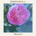 David Austin — Boscobel
