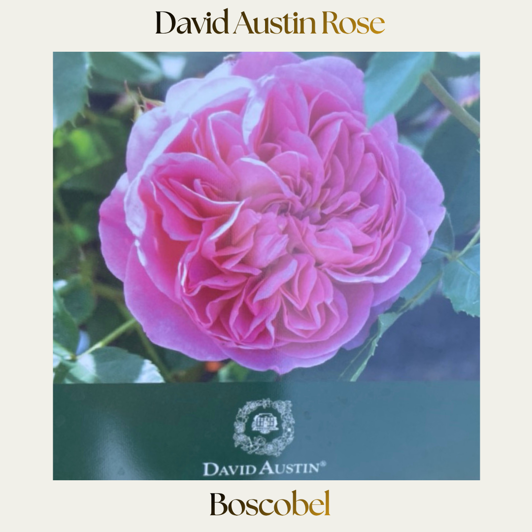 David Austin — Boscobel