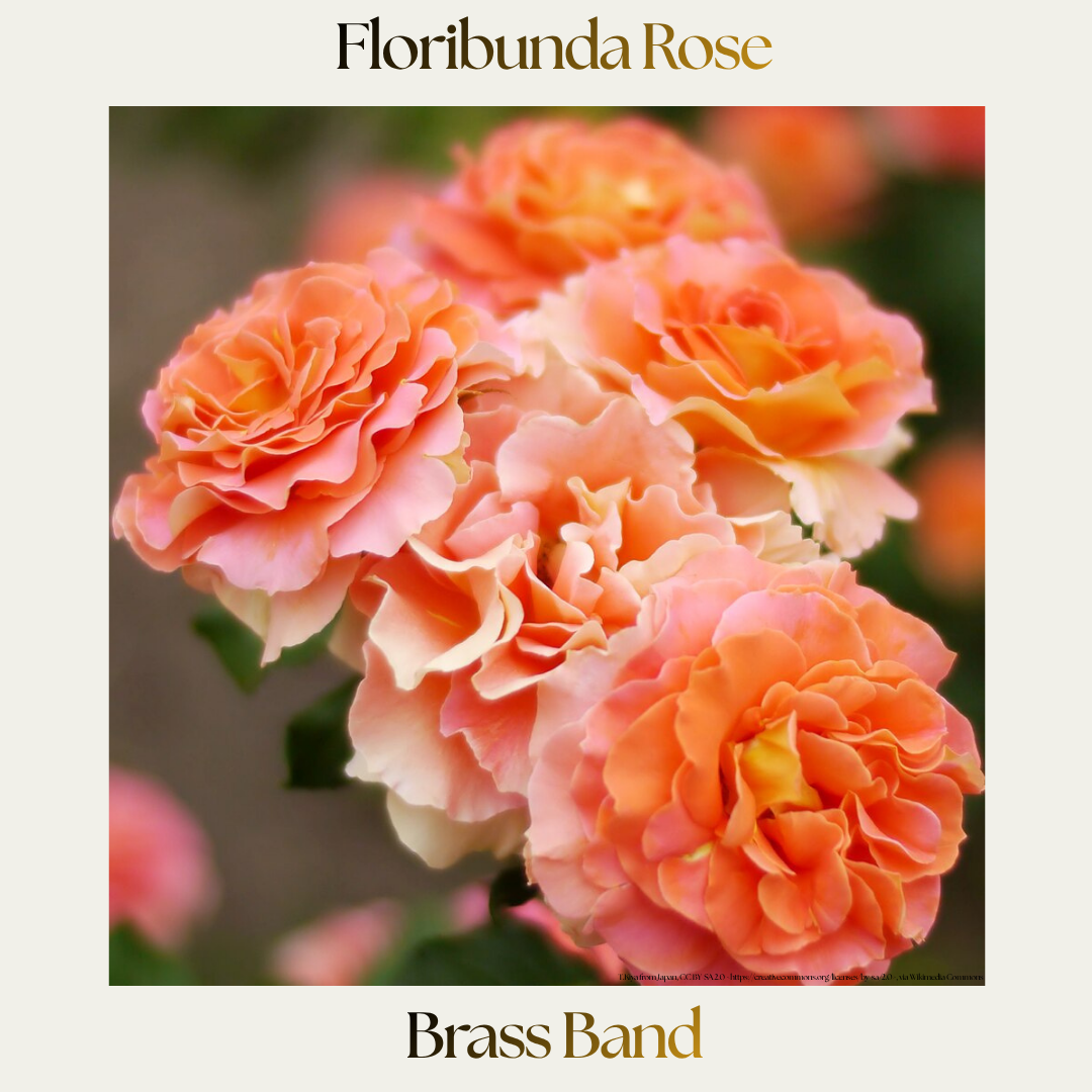 Floribunda — Brass Band
