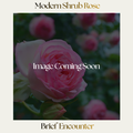 Modern Shrub — Brief Encounter