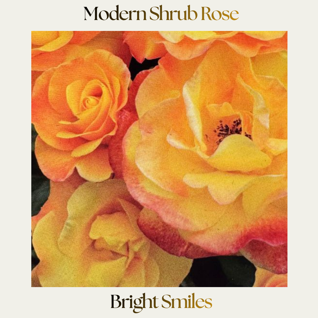 Modern Shrub — Bright Smiles