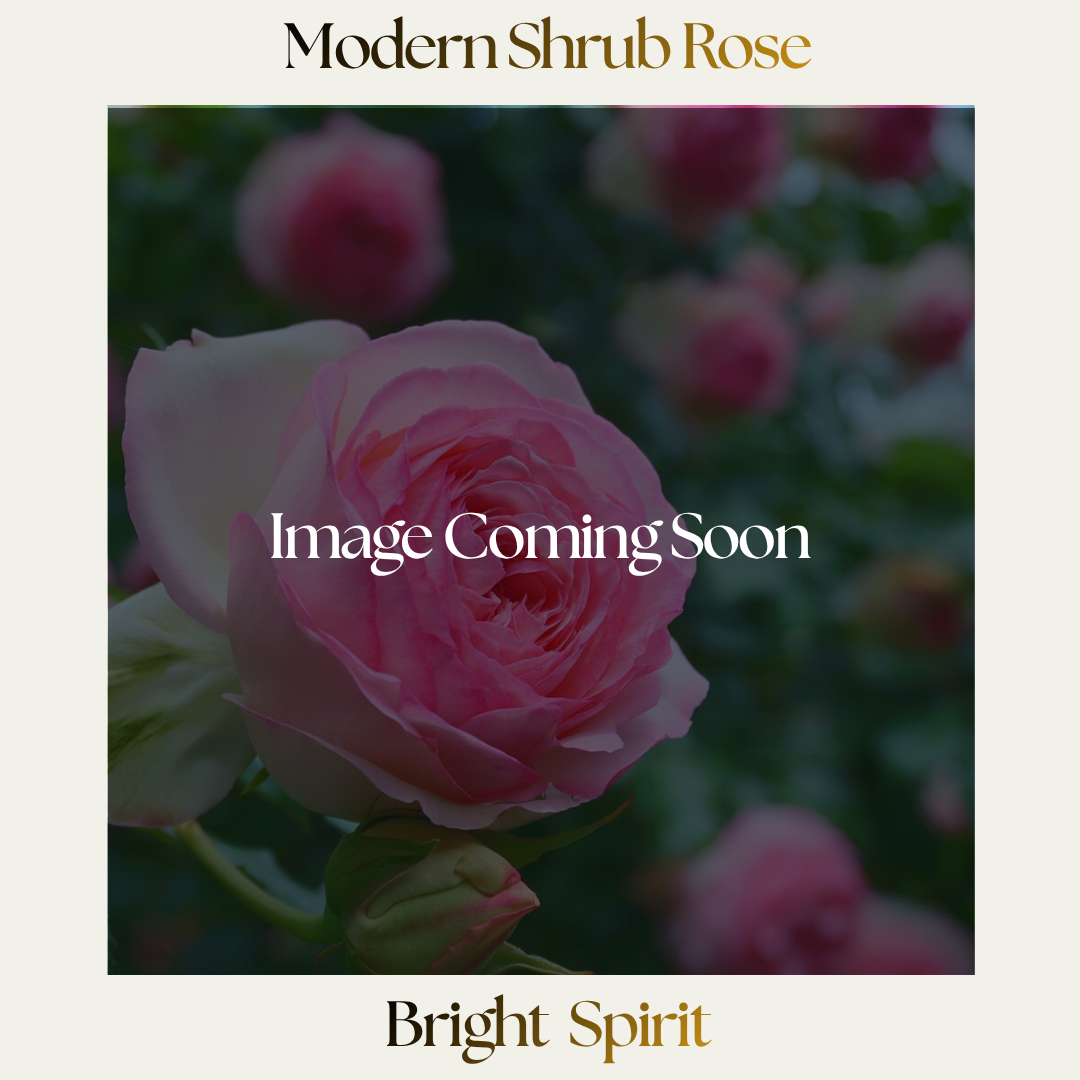 Modern Shrub — Bright Spirit
