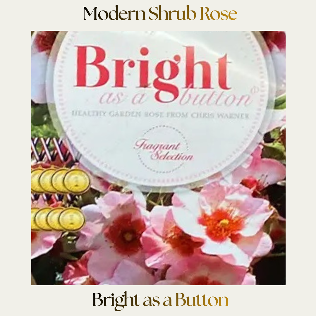 Modern Shrub — Bright As A Button