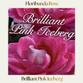 Floribunda — Brilliant Pink Iceberg