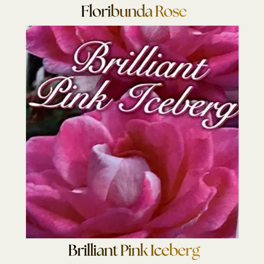 Floribunda — Brilliant Pink Iceberg