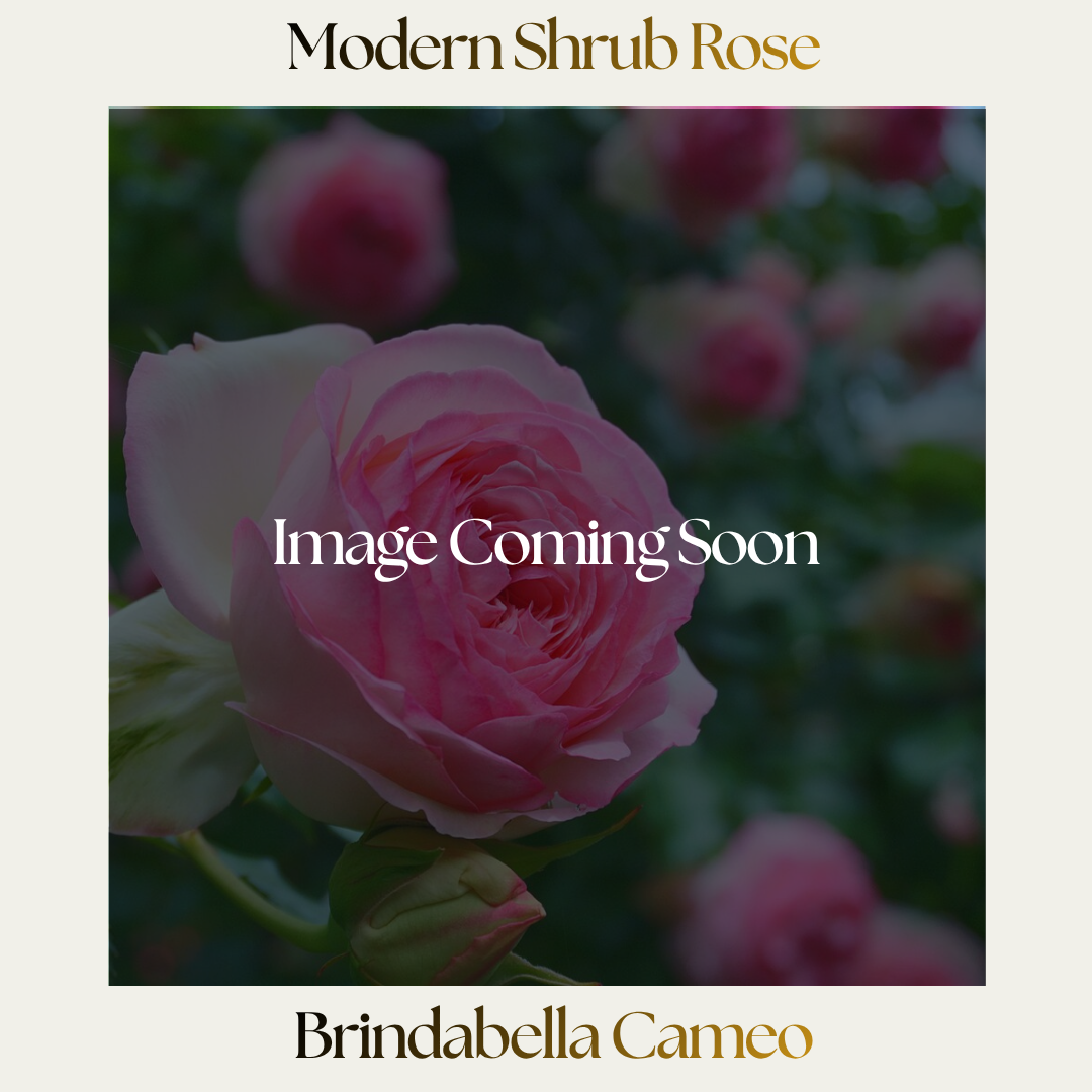 Modern Shrub — Brindabella Cameo