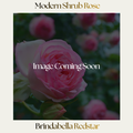 Modern Shrub — Brindabella Redstar