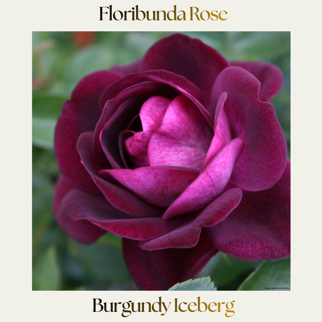Floribunda — 90cm Standard Burgundy Iceberg