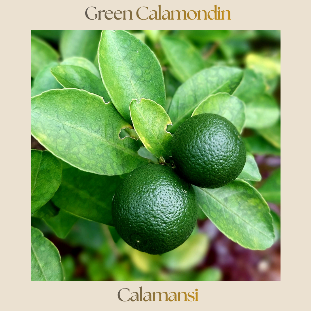 Citrus — Calamansi
