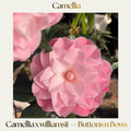 Camellia — Buttons 'n' Bows
