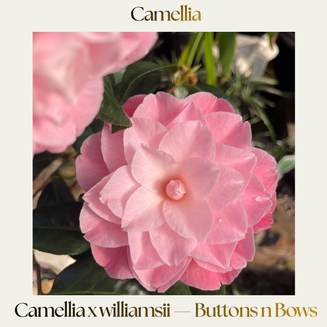 Camellia — Buttons 'n' Bows