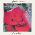 Hybrid Tea — Camp David