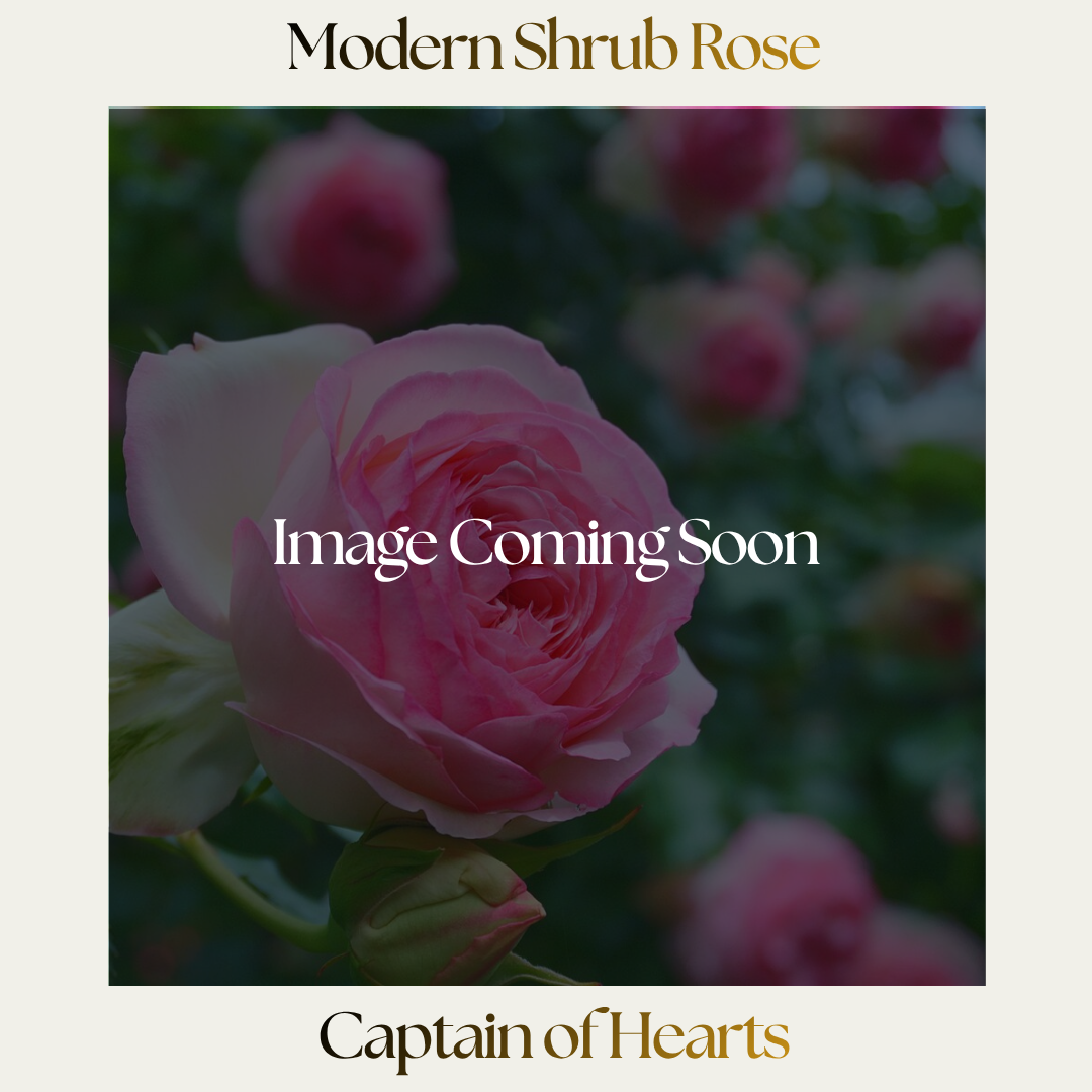 Modern Shrub — Captain Of Hearts