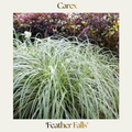 Carex — 'Feather Falls'