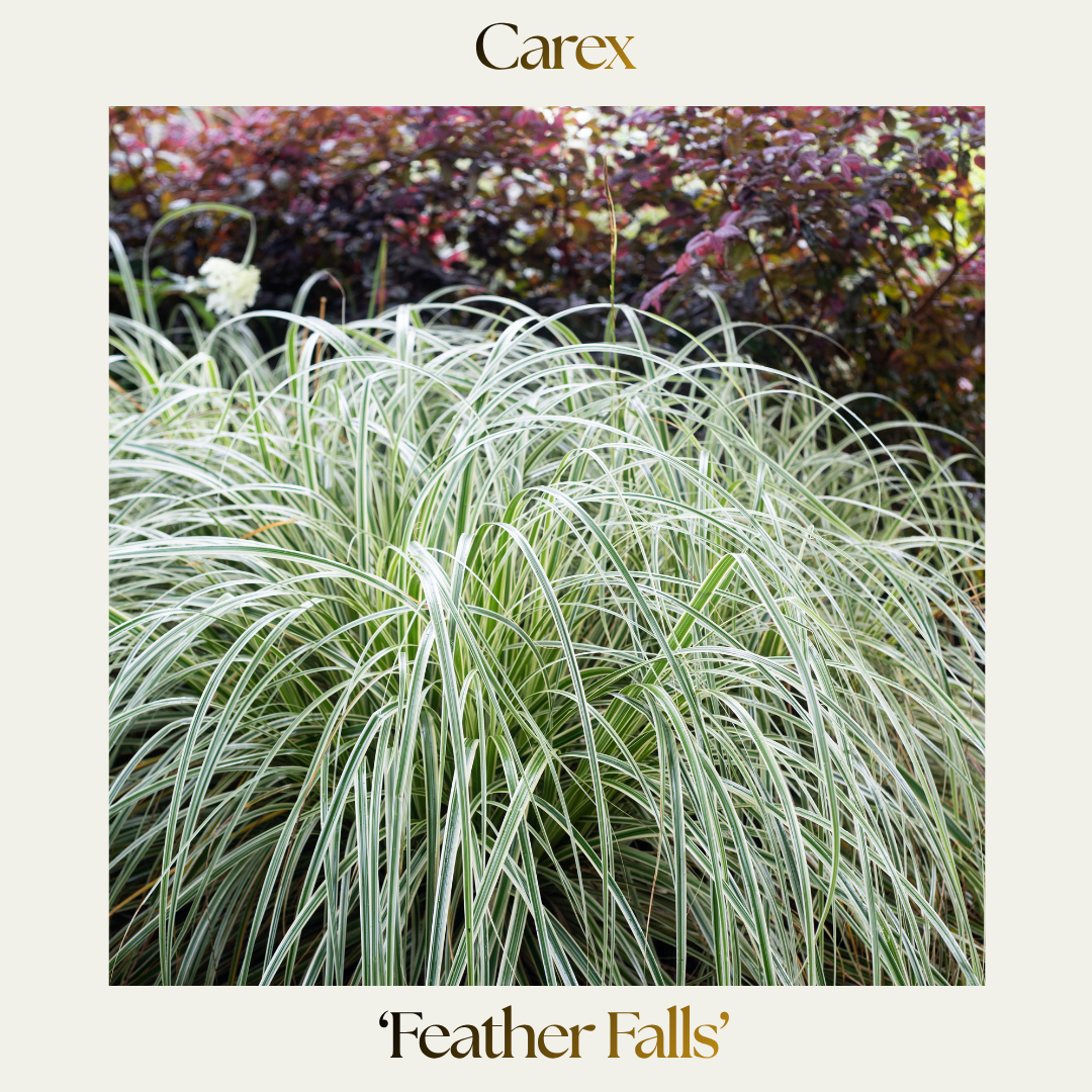 Carex — 'Feather Falls'