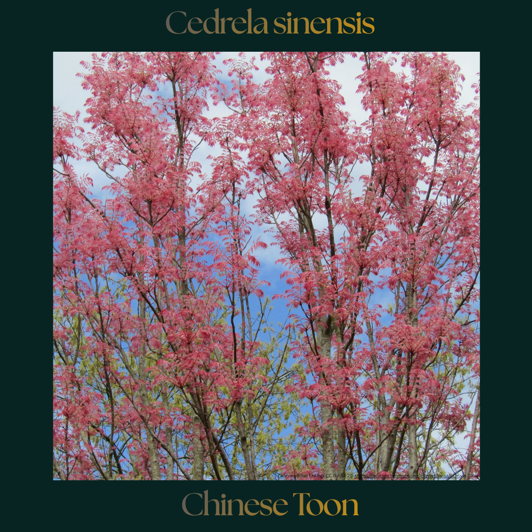 Cedrela — Chinese Toon