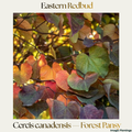 Cercis canadensis — Forest Pansy