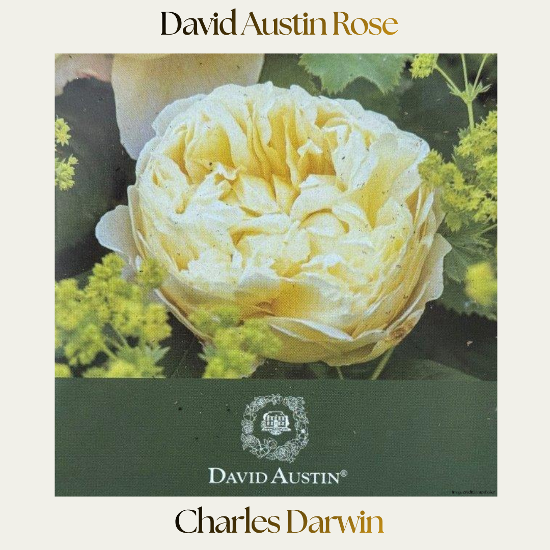David Austin — Charles Darwin
