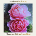 Modern Shrub — Charmwell Grandma's Rose